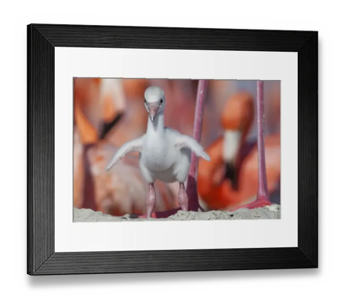 Framed Print : Caribbean flamingo (Phoenicopterus ruber) chick stretching wings on nest in breeding Framed Print : Caribbean flamingo (Phoenicopterus ruber) chick stretching wings on nest in breeding