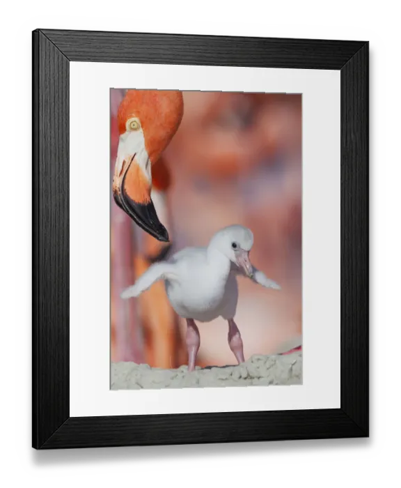 Framed Print : Caribbean flamingo (Phoenicopterus ruber) chick stretching wings, watched by adult Framed Print : Caribbean flamingo (Phoenicopterus ruber) chick stretching wings, watched by adult