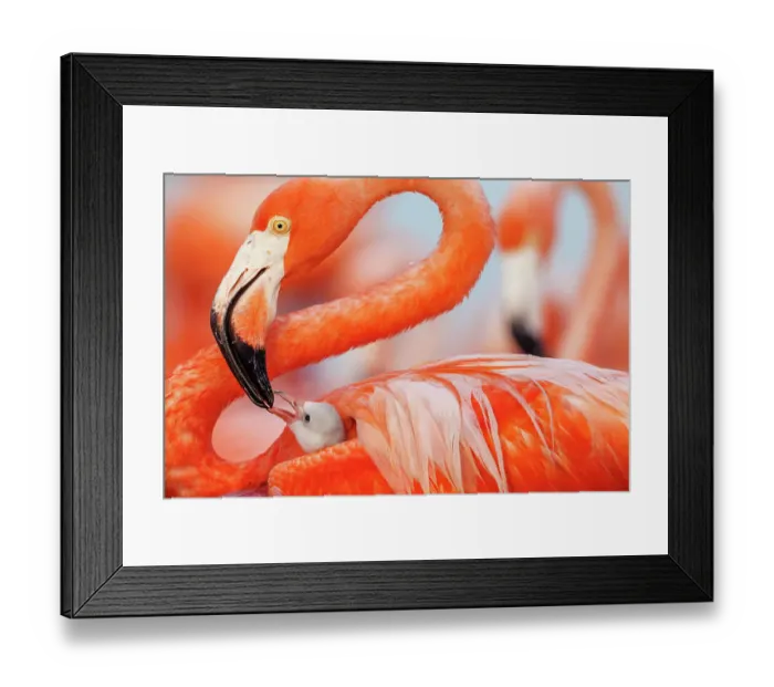 Framed Print : Caribbean flamingo (Phoenicopterus ruber) feeding crop milk to chick, Ria Lagartos Biosphere Reserve, Yucatan Peninsula, Mexico, June Framed Print : Caribbean flamingo (Phoenicopterus ruber) feeding crop milk to chick, Ria Lagartos Biosphere Reserve, Yucatan Peninsula, Mexico, June