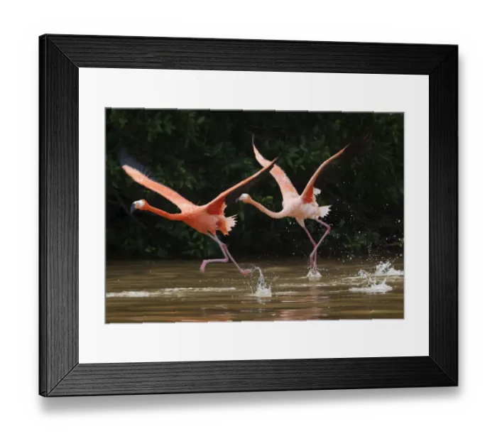 Framed Print : Caribbean flamingos (Phoenicopterus ruber) two taking off Framed Print : Caribbean flamingos (Phoenicopterus ruber) two taking off