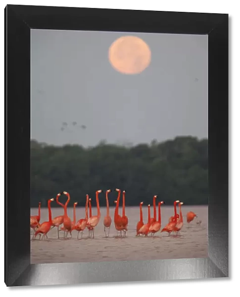 Caribbean flamingos (Phoenicopterus ruber) in courtship display under full moon