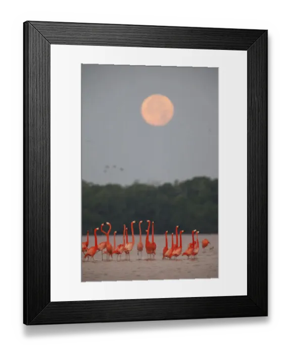 Framed Print : Caribbean flamingos (Phoenicopterus ruber) in courtship display under full moon Framed Print : Caribbean flamingos (Phoenicopterus ruber) in courtship display under full moon