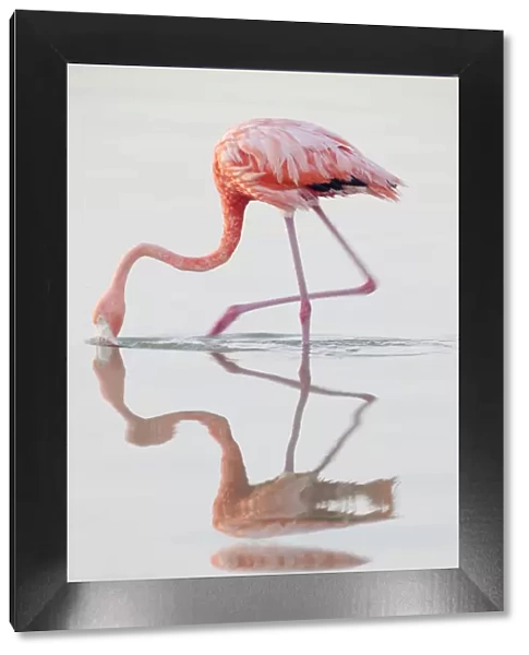 Caribbean flamingo (Phoenicopterus ruber) feeding, Ria Lagartos Biosphere Reserve