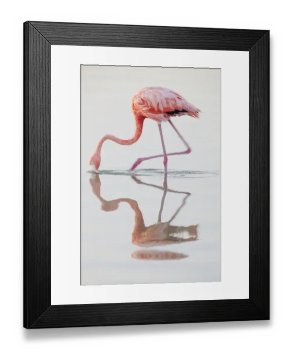 Framed Print : Caribbean flamingo (Phoenicopterus ruber) feeding, Ria Lagartos Biosphere Reserve Framed Print : Caribbean flamingo (Phoenicopterus ruber) feeding, Ria Lagartos Biosphere Reserve