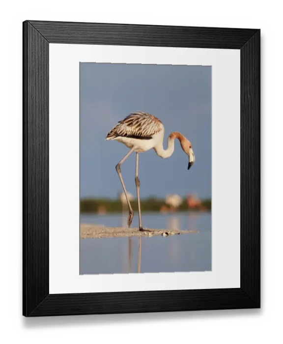 Framed Print : Caribbean flamingo (Phoenicopterus ruber) juvenile, Ria Lagartos Biosphere Reserve Framed Print : Caribbean flamingo (Phoenicopterus ruber) juvenile, Ria Lagartos Biosphere Reserve