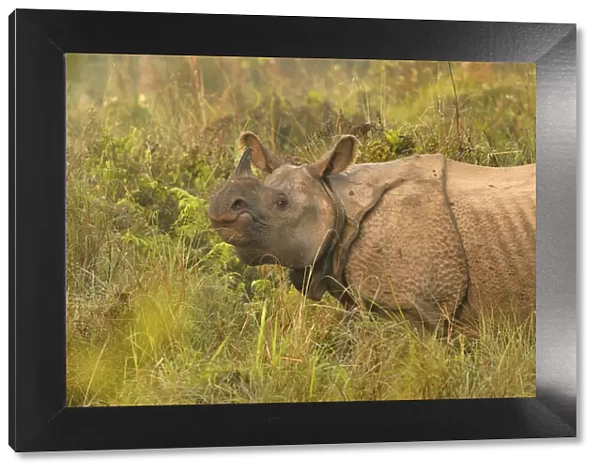 Indian rhinoceros (Rhinoceros unicornis) Chitwan National Park, Nepal