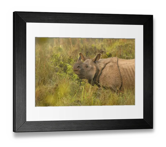 Framed Print : Indian rhinoceros (Rhinoceros unicornis) Chitwan National Park, Nepal Framed Print : Indian rhinoceros (Rhinoceros unicornis) Chitwan National Park, Nepal