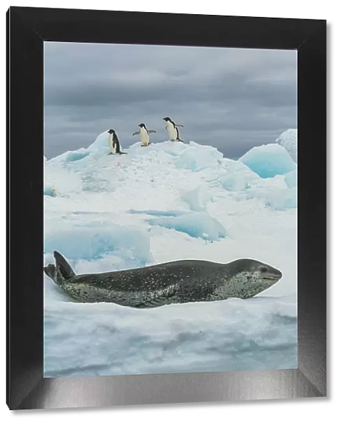 Leopard seal (Hydrurga leptonyx) resting on ice with three Adelie penguin