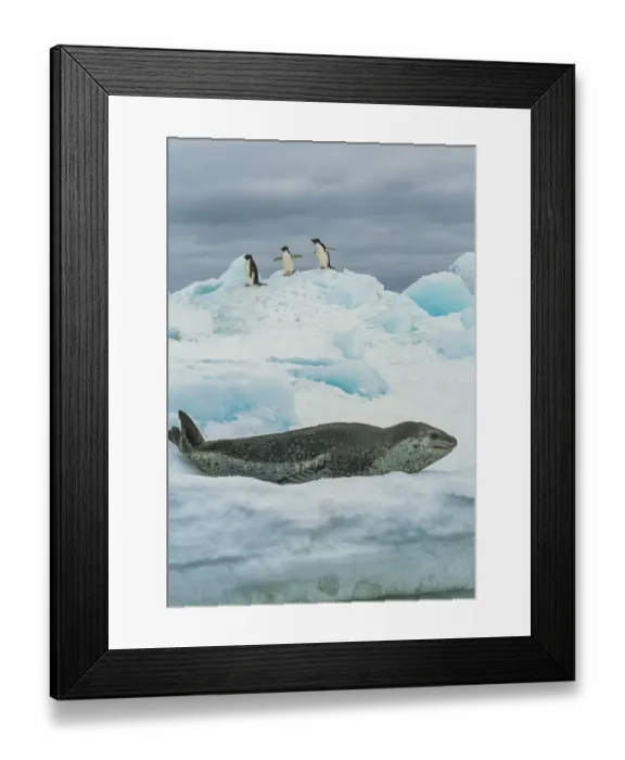 Framed Print : Leopard seal (Hydrurga leptonyx) resting on ice with three Adelie penguin Framed Print : Leopard seal (Hydrurga leptonyx) resting on ice with three Adelie penguin