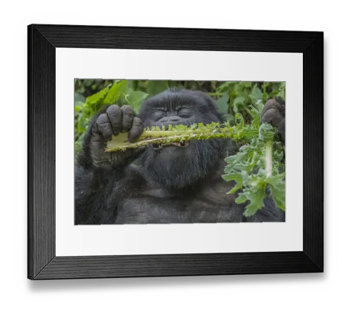 Framed Print : Gorilla (Gorilla beringei beringei) sub adult male feeding on vegetation, close up Framed Print : Gorilla (Gorilla beringei beringei) sub adult male feeding on vegetation, close up