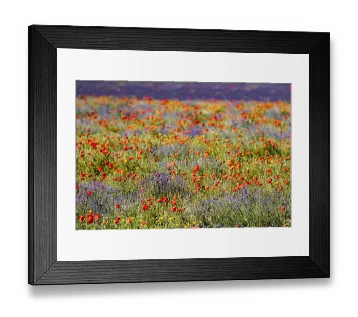 Framed Print : Lavender (Lavandula sp) field and poppies (Papaver rhoeas), near Sault, Vaucluse, France Framed Print : Lavender (Lavandula sp) field and poppies (Papaver rhoeas), near Sault, Vaucluse, France