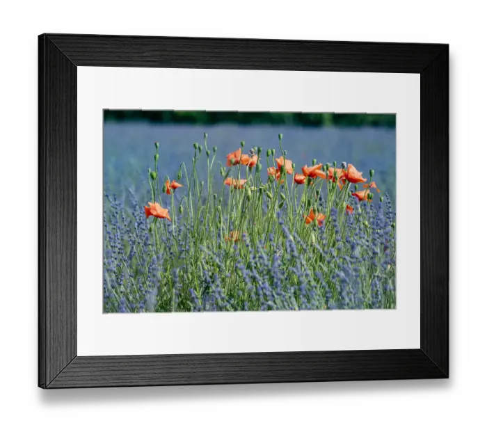 Framed Print : Poppies (Papaver rhoeas) in lavender field, near Sault, Vaucluse, France, September