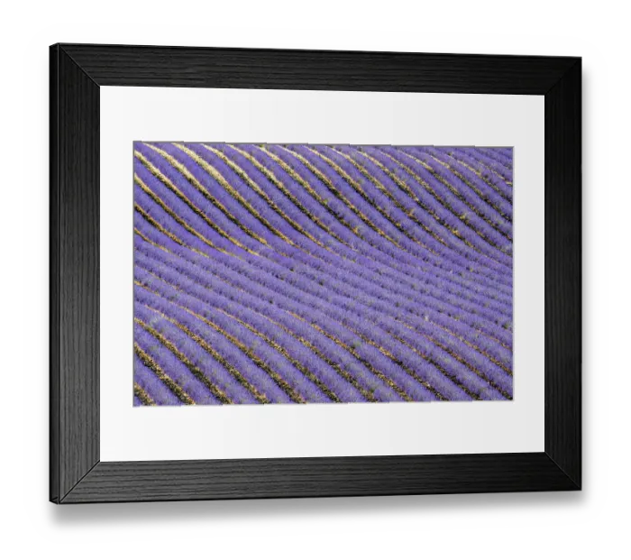 Framed Print : Lavender (Lavandula sp) field, aerial view, near Greoux-les-Bains Framed Print : Lavender (Lavandula sp) field, aerial view, near Greoux-les-Bains