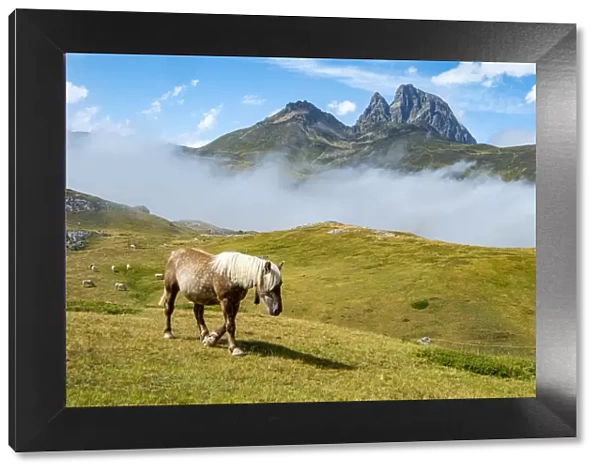 Horse at Portalet pass, Aragon, Spain, near border with France in the Pyrenees, August