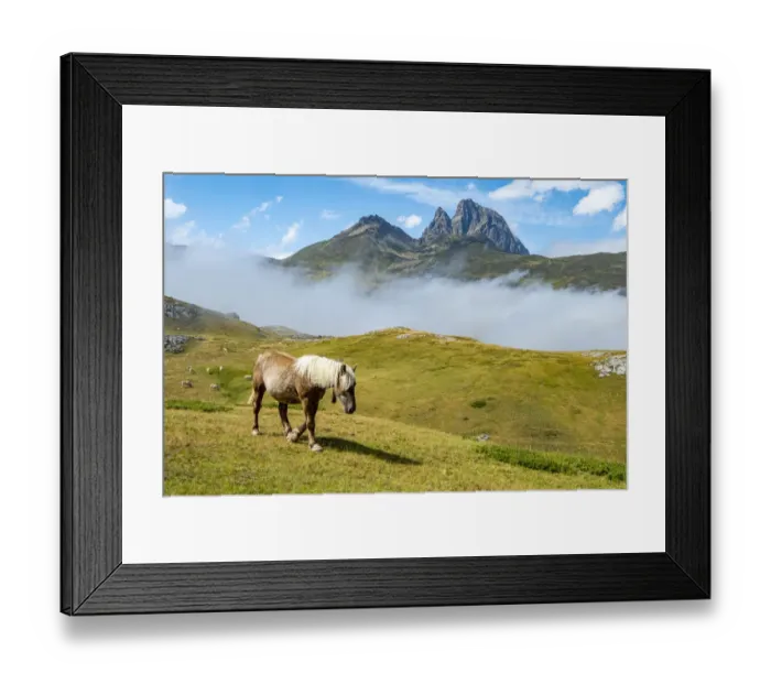 Framed Print : Horse at Portalet pass, Aragon, Spain, near border with France in the Pyrenees, August Framed Print : Horse at Portalet pass, Aragon, Spain, near border with France in the Pyrenees, August