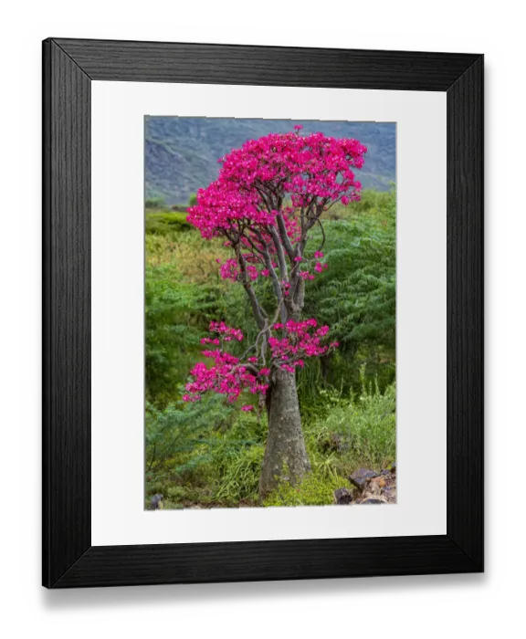 Framed Print : Desert rose (Adenium obesum) tree in flower, Bogoria Game Reserve, Kenya Framed Print : Desert rose (Adenium obesum) tree in flower, Bogoria Game Reserve, Kenya