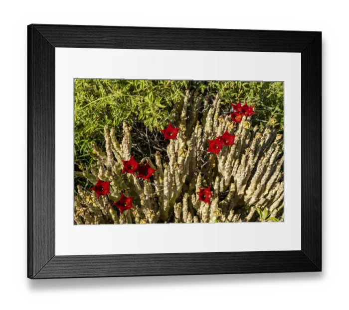 Framed Print : Caralluma socotrana in blossom, near lake Magadi, Kenya Framed Print : Caralluma socotrana in blossom, near lake Magadi, Kenya