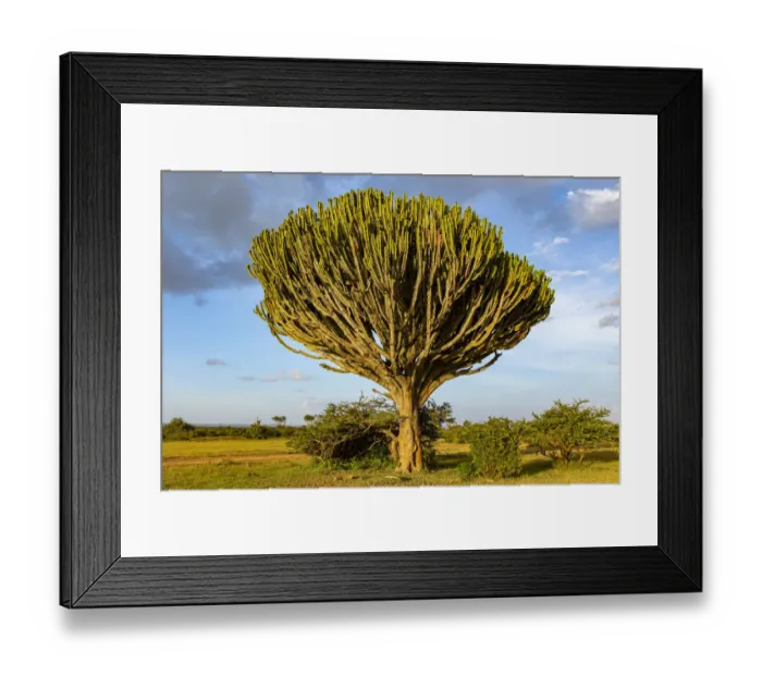 Framed Print : Euphorbia tree near Solio escarpment, Laikipia County, Kenya
