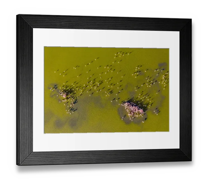 Framed Print : Aerial view of Lesser flamingos (Phoeniconaias minor), mating display Lake Magadi Framed Print : Aerial view of Lesser flamingos (Phoeniconaias minor), mating display Lake Magadi