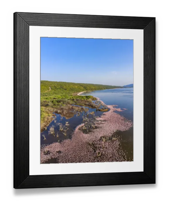 Framed Print : Aerial view of Lesser flamingo (Phoeniconaias minor) gathering at Lake Bogoria Framed Print : Aerial view of Lesser flamingo (Phoeniconaias minor) gathering at Lake Bogoria