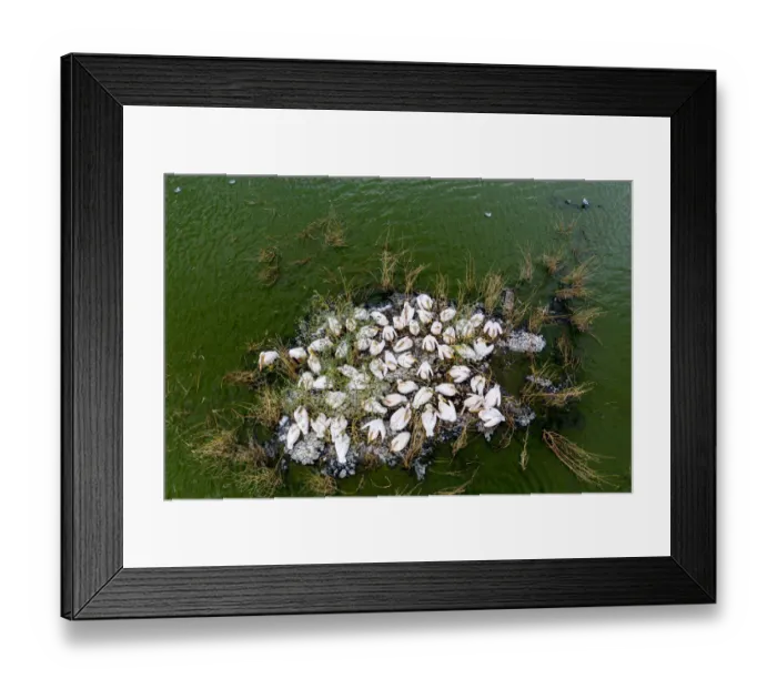 Framed Print : Aerial view of Great white pelican (Pelecanus onocrotalus) Framed Print : Aerial view of Great white pelican (Pelecanus onocrotalus)