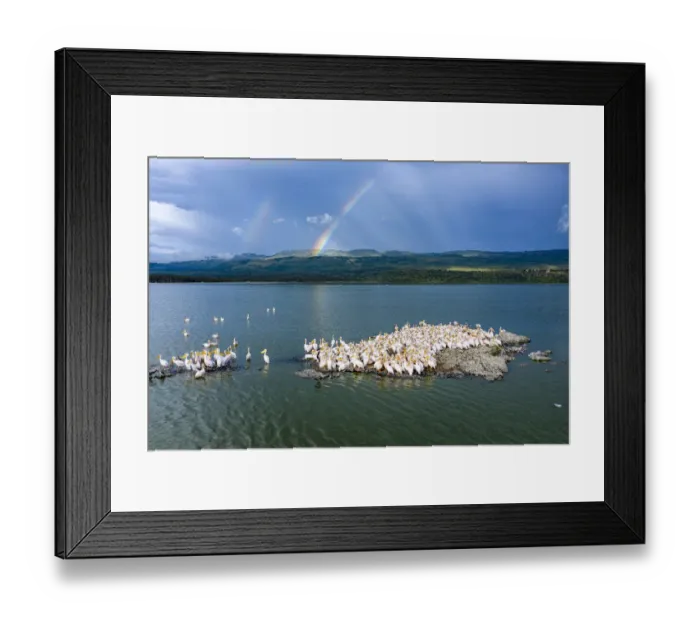 Framed Print : Aerial view of Great white pelican (Pelecanus onocrotalus)