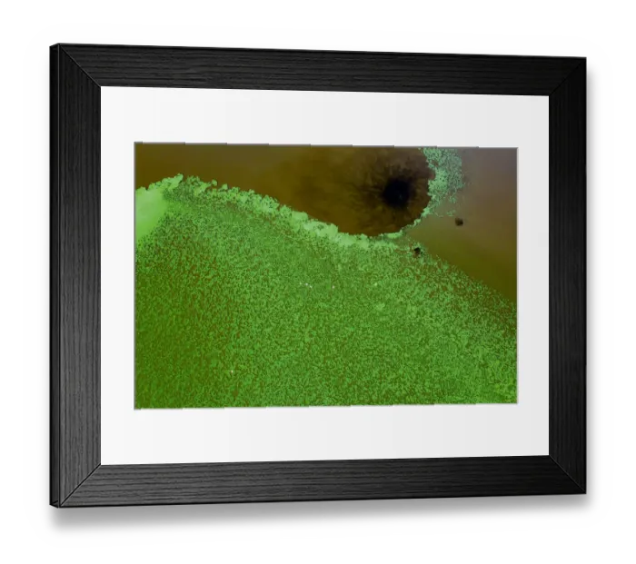 Framed Print : Aerial view of green algae and Lesser flamingos (Phoeniconaias minor Framed Print : Aerial view of green algae and Lesser flamingos (Phoeniconaias minor