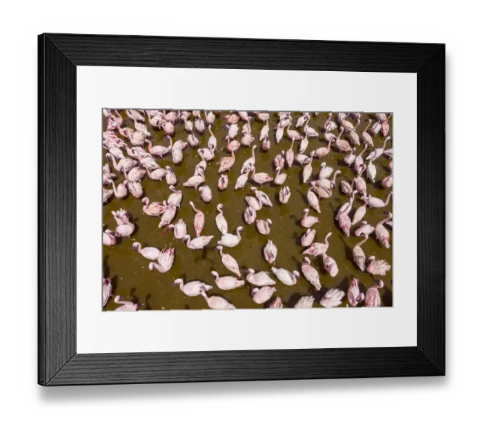 Framed Print : Lesser flamingo (Phoeniconaias minor) aerial view of flock gathering at lake, Bogoria