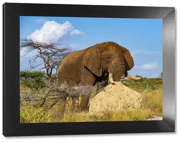 African elephant (Loxodonta africana), male rubbing his trunk on termite hill