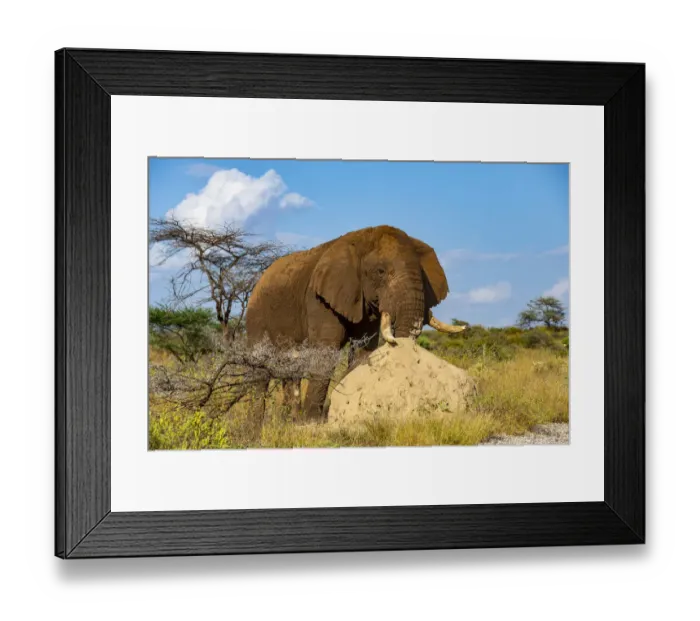 Framed Print : African elephant (Loxodonta africana), male rubbing his trunk on termite hill Framed Print : African elephant (Loxodonta africana), male rubbing his trunk on termite hill
