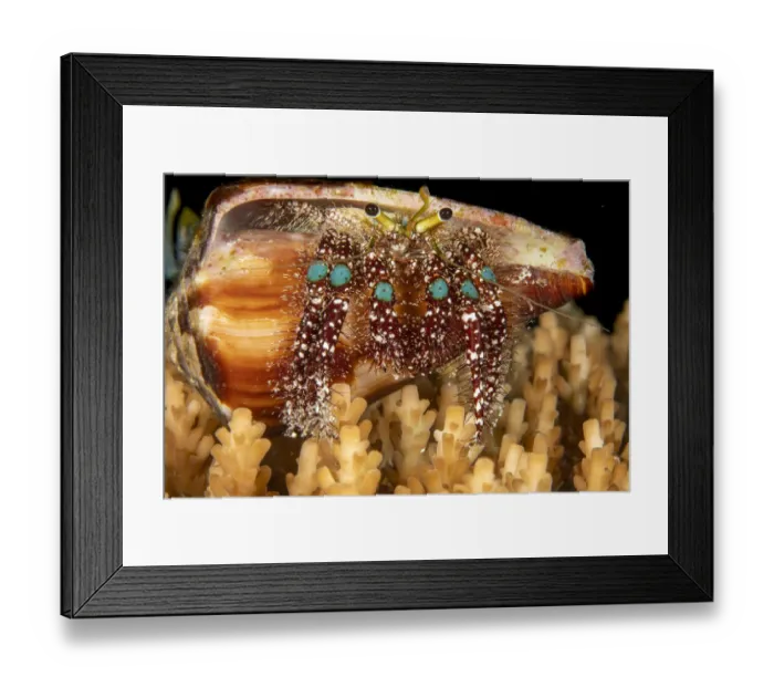 Framed Print : Blue knee hermit crab (Dardanus guttatus) prefers shells with narrow openings such as Framed Print : Blue knee hermit crab (Dardanus guttatus) prefers shells with narrow openings such as