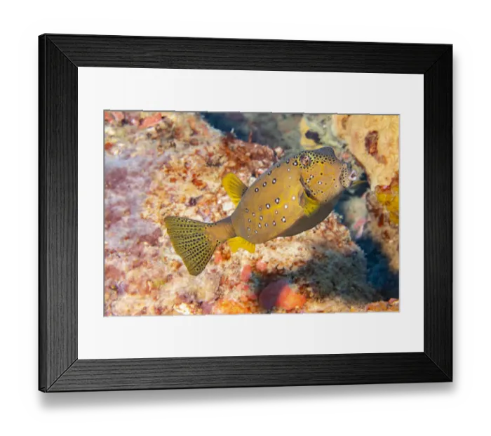 Framed Print : Yellow boxfish (Ostracion cubicus) adult, Yap, Micronesia Framed Print : Yellow boxfish (Ostracion cubicus) adult, Yap, Micronesia