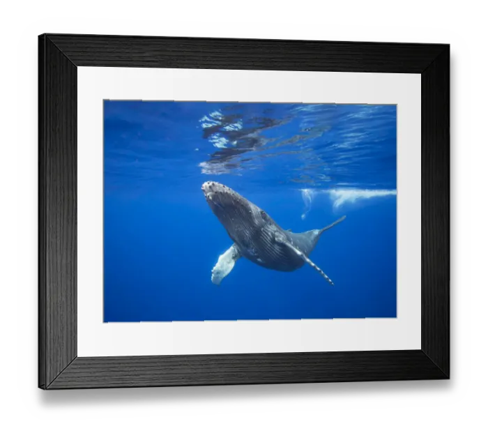 Framed Print : Humpback whale (Megaptera novaeangliae) calf near the surface, Hawaii Framed Print : Humpback whale (Megaptera novaeangliae) calf near the surface, Hawaii