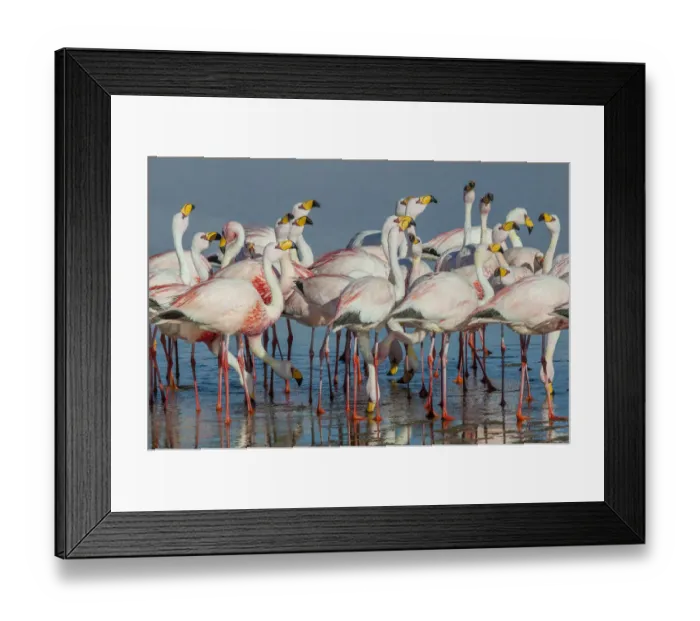 Framed Print : Jamess flamingo (Phoenicoparrus jamesi) flock at Laguna Colorado, Bolivia. March Framed Print : Jamess flamingo (Phoenicoparrus jamesi) flock at Laguna Colorado, Bolivia. March