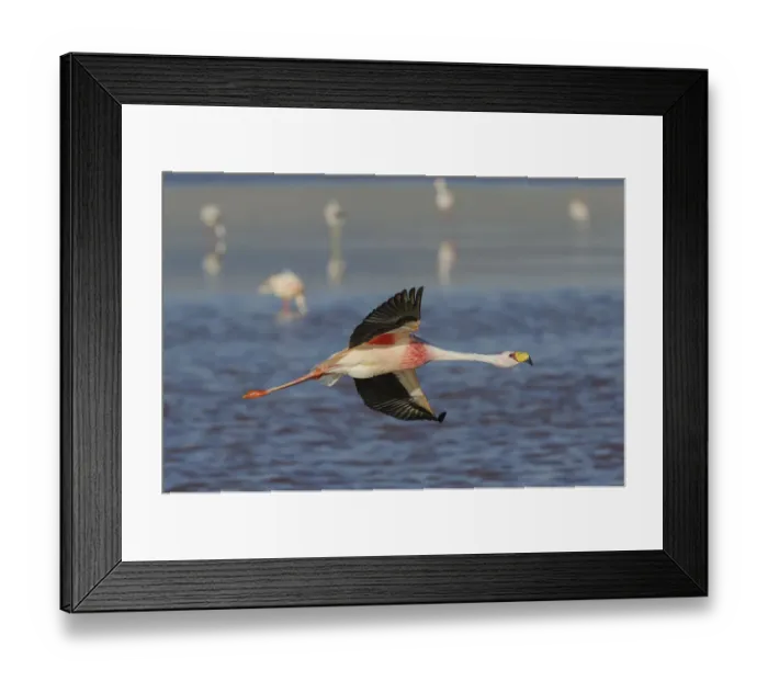 Framed Print : Jamess flamingo (Phoenicoparrus jamesi) in flight, at Laguna Colorado, Bolivia Framed Print : Jamess flamingo (Phoenicoparrus jamesi) in flight, at Laguna Colorado, Bolivia