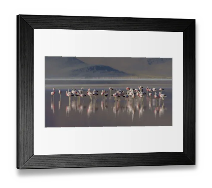 Framed Print : Andean flamingo (Phoenicoparrus andinus) flock standing in water, Laguna Colorado Framed Print : Andean flamingo (Phoenicoparrus andinus) flock standing in water, Laguna Colorado