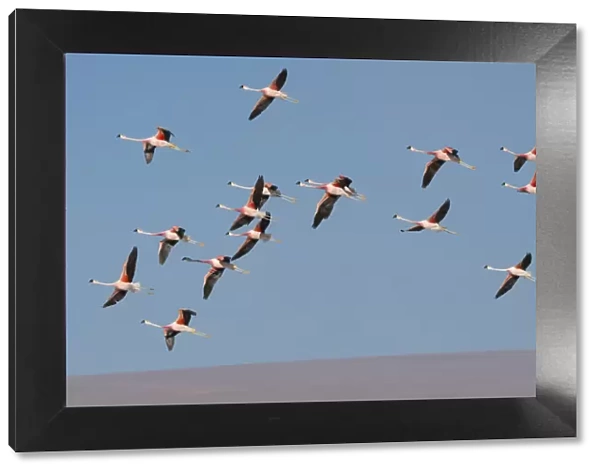 Andean flamingo (Phoenicoparrus andinus) flock in flight, Laguna Colorado, Bolivia. March