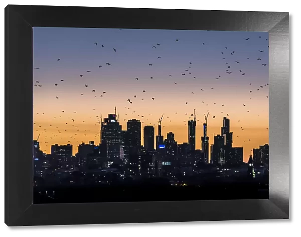 Grey-headed flying-foxes (Pteropus poliocephalus) fly out over the Melbourne city skyline