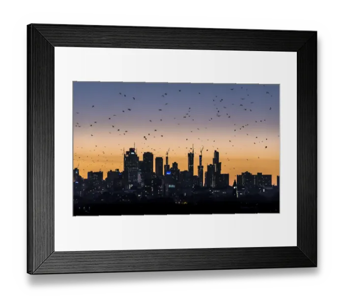 Framed Print : Grey-headed flying-foxes (Pteropus poliocephalus) fly out over the Melbourne city skyline Framed Print : Grey-headed flying-foxes (Pteropus poliocephalus) fly out over the Melbourne city skyline