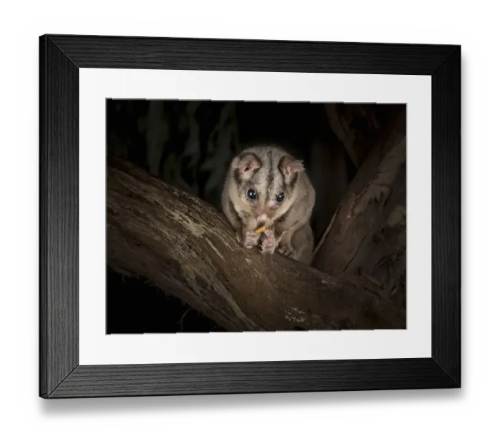 Framed Print : Sugar glider (Petaurus breviceps) eats a meal worm (Tenebrio molitor) on a tree at night Framed Print : Sugar glider (Petaurus breviceps) eats a meal worm (Tenebrio molitor) on a tree at night