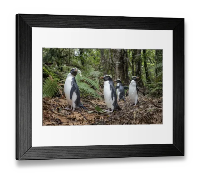 Framed Print : Fiordland penguins (Eudyptes pachyrhynchus) walk along a forest path Framed Print : Fiordland penguins (Eudyptes pachyrhynchus) walk along a forest path