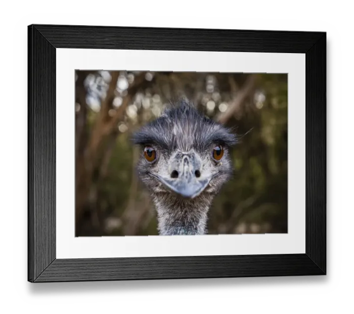 Framed Print : Portrait of Emu (Dromaius novaehollandiae). Kangaroo Island, South Australia Framed Print : Portrait of Emu (Dromaius novaehollandiae). Kangaroo Island, South Australia