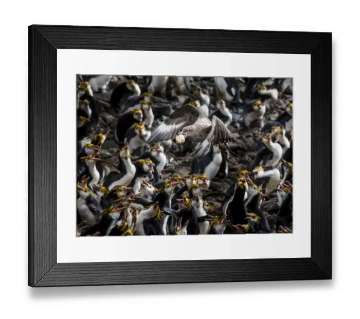 Framed Print : Subantarctic or Brown skua (Stercorarius antarcticus) stealing an egg from a Royal Framed Print : Subantarctic or Brown skua (Stercorarius antarcticus) stealing an egg from a Royal