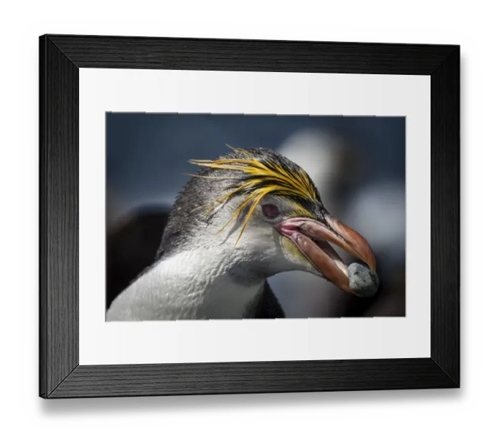 Framed Print : Royal penguin (Eudyptes schlegeli) collects a pebble for its nest on the beach Framed Print : Royal penguin (Eudyptes schlegeli) collects a pebble for its nest on the beach