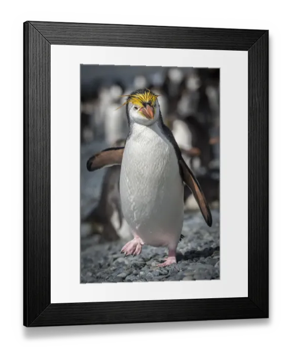 Framed Print : Royal penguin (Eudyptes schlegeli) walks along the beach Framed Print : Royal penguin (Eudyptes schlegeli) walks along the beach
