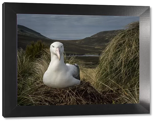 Southern royal albatross (Diomedea epomophora), sits on a nest between tussock grasses