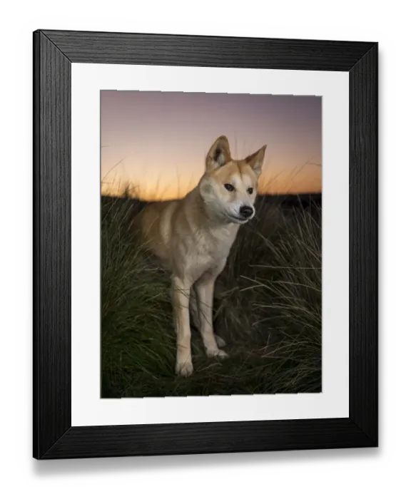 Framed Print : Dingo (Canis lupus dingo) male, called Snapple Framed Print : Dingo (Canis lupus dingo) male, called Snapple