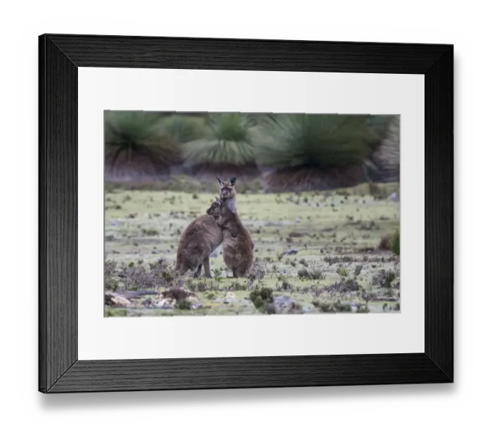Framed Print : Two Kangaroo Island kangaroo joeys (Macropus fuliginosus fuliginosus) Framed Print : Two Kangaroo Island kangaroo joeys (Macropus fuliginosus fuliginosus)