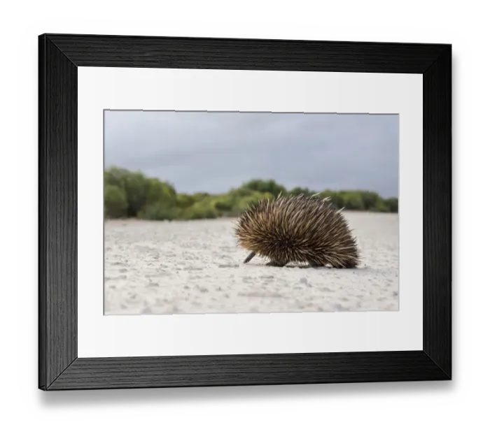 Framed Print : Kangaroo island echidna (Tachyglossus aculeatus multiaculeatus) Framed Print : Kangaroo island echidna (Tachyglossus aculeatus multiaculeatus)
