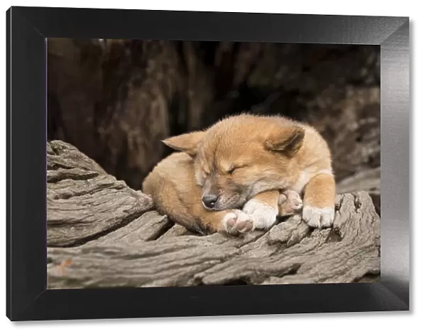 Dingo puppy (Canis lupus dingo), asleep on an old tree trunk